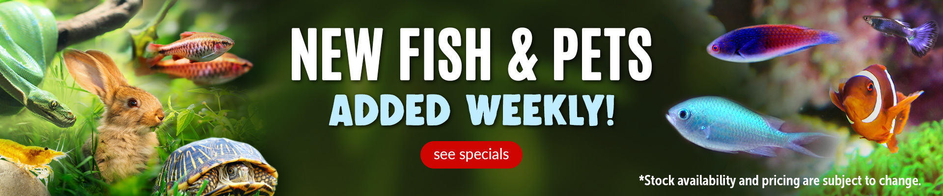Weekly Pet Specials