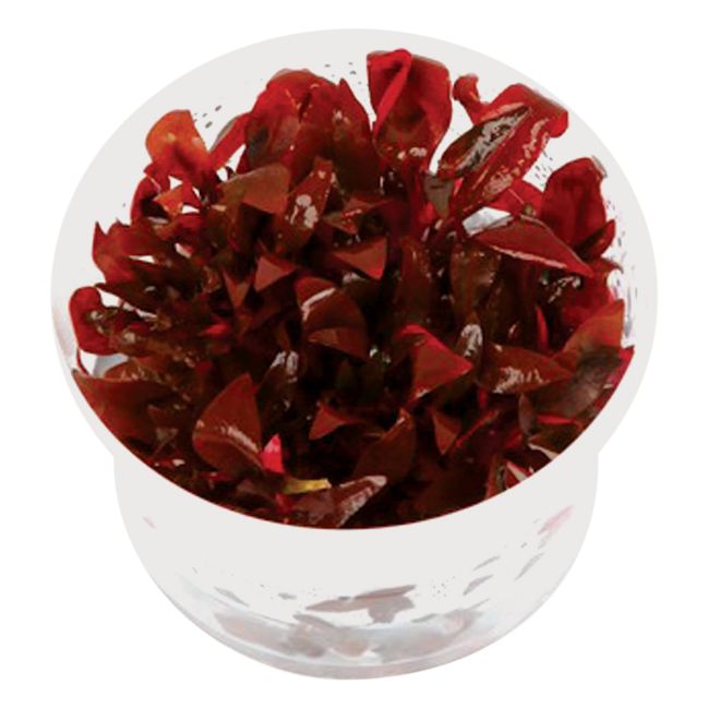 Tropica 1-2-Grow Live Plants