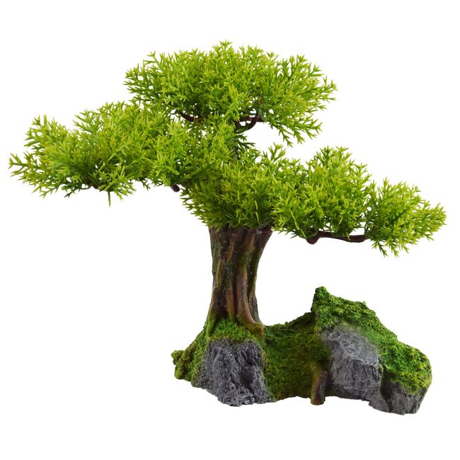 Underwater Treasures Young Bonsai Tree | Big Al's