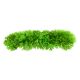 Underwater Treasures Green Star Fern