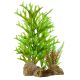 Underwater Treasures Caulerpa On Rock