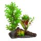 Underwater Treasures Green Ludwidgia On Wood