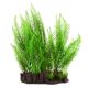 Underwater Treasures Feather Ferns