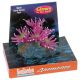 SeaGarden Colonial Anenomes