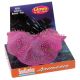 SeaGarden Elephant Ear Anenomes