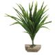 Aquaplants Birds Nests