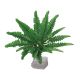 Aquaplants Boston Ferns