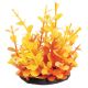 Underwater Treasures Orange Moneywort - 2.5