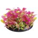 Underwater Treasures Cardamines (Green/Pink)