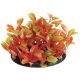 Underwater Treasures Cardamines (Green/Orange)