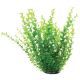 Underwater Treasures Green Moneywort - 12