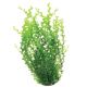 Underwater Treasures Green Moneywort - 16