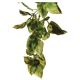 Exo Terra Hanging Amapallos