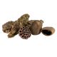 Jurassic Reptile Products Tannin Pod Pack