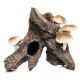 Underwater Treasures Mushroom Logs