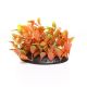Underwater Treasures Red Ludwigia