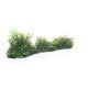 Underwater Treasures Boxwoods