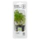 Limnophila sessiliflora Pot