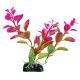 Underwater Treasures Moneywort Plants