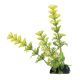 Underwater Treasures Cabomba Plants