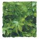 Zoo Med Cannabis - Medium