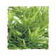 Zoo Med Madagascar Bamboo - Medium