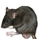 Reptile Treasures Frozen Rats