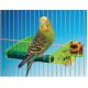 Penn Plax Acrylic & Cement Perches