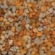 Carib Sea African Cichlid Mix Congo River