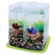 Classica Betta Battle Paradise