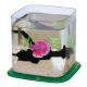 Classica Betta Paradise