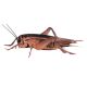 Timberline Live Crickets (Acheta domestica)