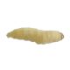 Timberline Live Waxworms (Galleria mellonella)
