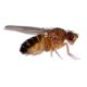 Timberline Live Flightless Fruit Fly Cultures