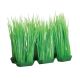 Underwater Treasures Foreground Hairgrass (6 Pod)