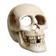 Underwater Treasures Skull