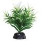 Underwater Treasures Stellata Plants