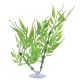 Seapora Betta Plants