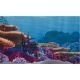 Penn Plax Finding Nemo Backgrounds