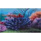 Penn Plax Coral Reef Backgrounds