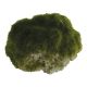 Aqua One Floating Lava with Moss
