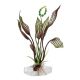 Penn Plax Aqua Plant Flowering Lace