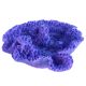 Underwater Treasures Brain Corals