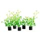 Underwater Treasures Mini Plant - Baby Tear - 2.5