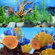 Underwater Treasures WaterGarden/Tropical Reef Reversible Backgrounds