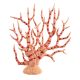 Underwater Treasures Gorgonian - Orange Crème