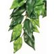 Exo Terra Hanging Silk Ficus Plants