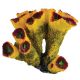 Underwater Treasures Torch Corals