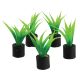 Underwater Treasures Mini Sword Plants