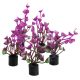 Underwater Treasures Mini Plant Purple Ear - 2.25